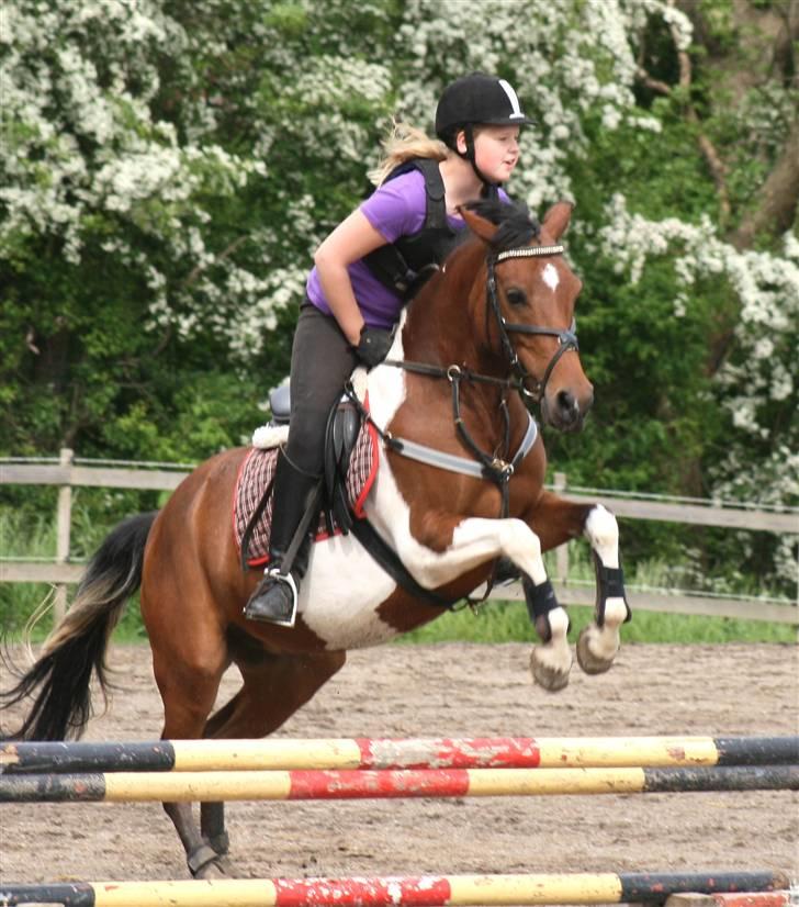 Pinto kærgårds couler lady SAVN - 17.springer 60 til undervisnig 2009 billede 17