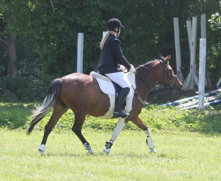 Pinto kærgårds couler lady SAVN - 18.lady til stævne mlr taget af kamilla k  billede 18