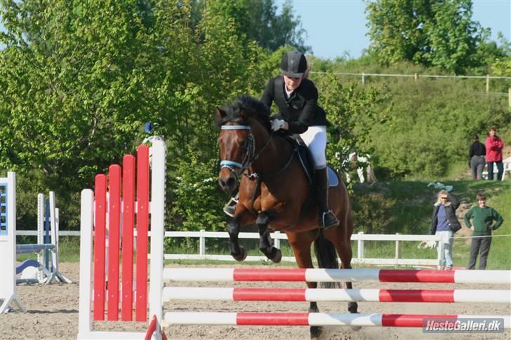 New Forest Roløkke Carl  - Stævne på FHSR
Verdens dejligeste pony. billede 6