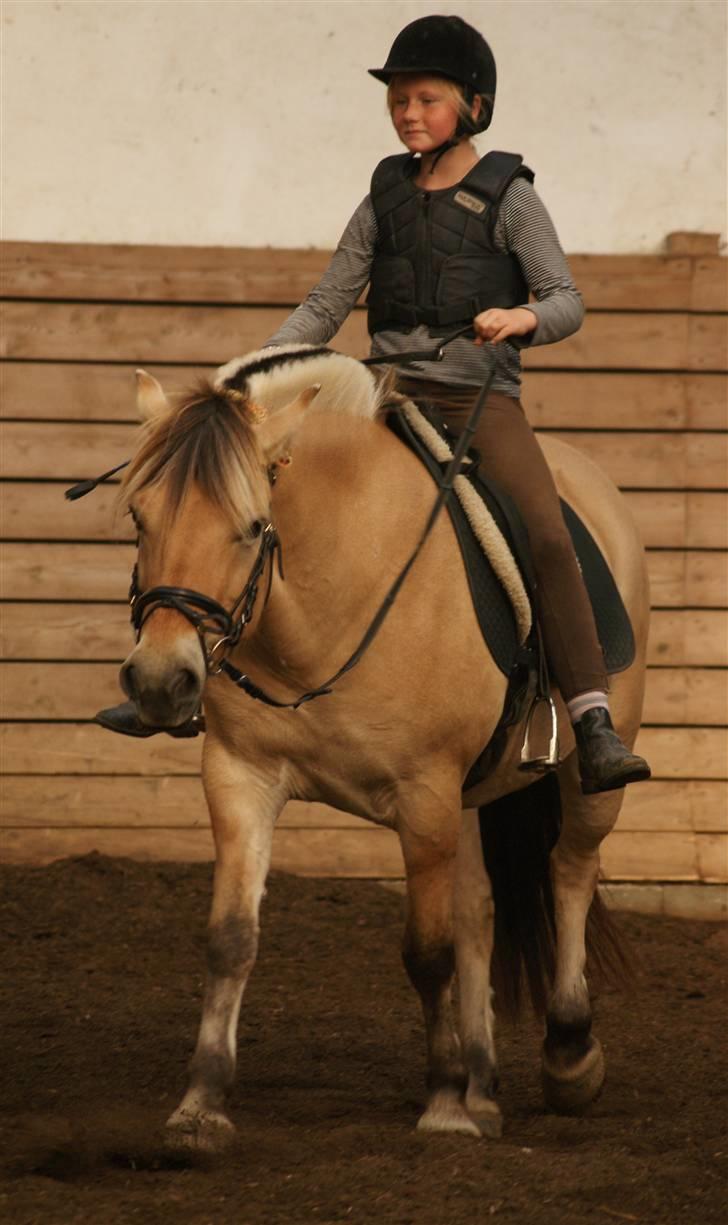 Fjordhest ena billede 6