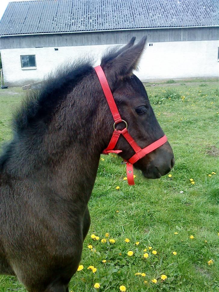 Frieser Dakota  *solgt*  :'o( billede 12