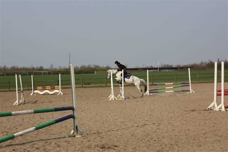 Anden særlig race Filuca billede 18