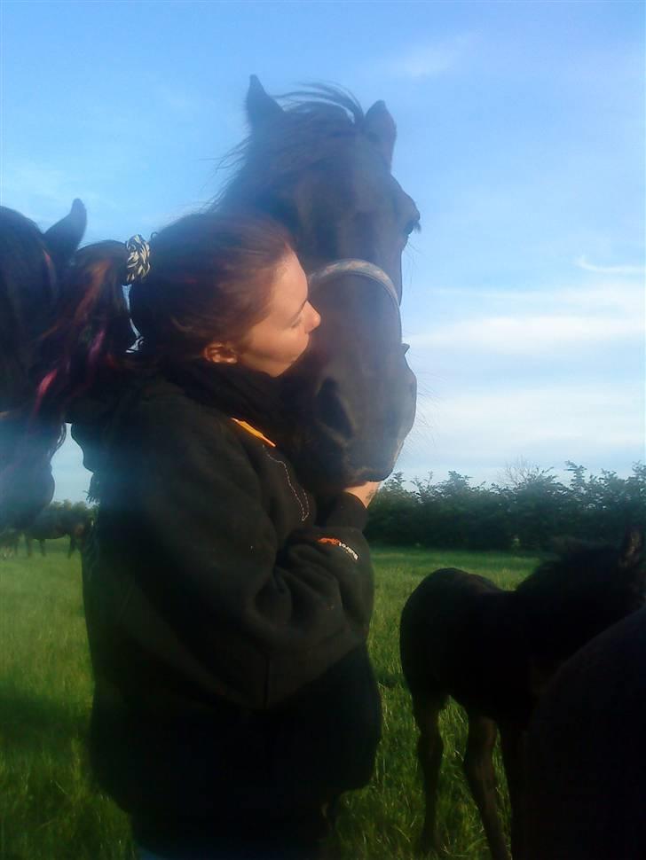 Frieser Femke *solgt :'(* billede 17