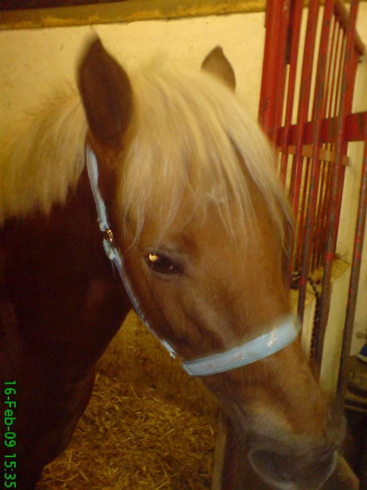 Haflinger Bosse<3 (EUR elevpony) - Billede taget af: Jessie Kongerslev Bøttern (mig) billede 14