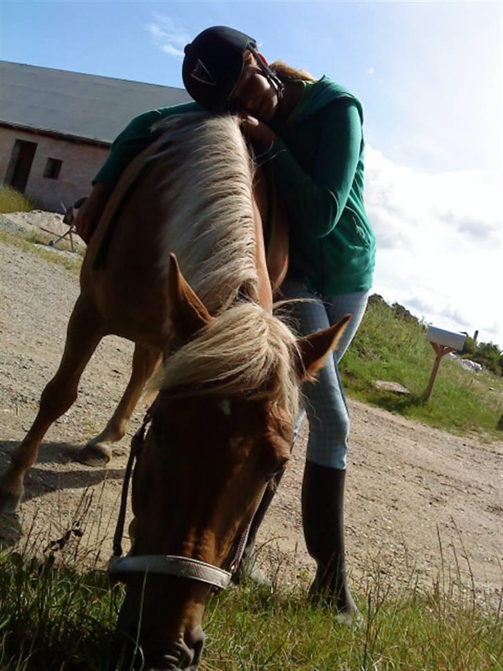 Haflinger Bosse<3 (EUR elevpony) - Billedet taget af: Helena Rasmusen billede 15