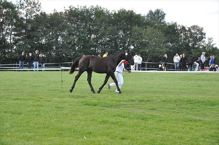 Oldenborg Scirocco Noir. - 8) Viser lige lidt lækker trav, St hestedag 2010. 1½ år billede 8
