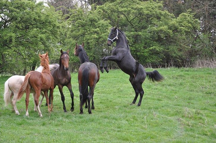 Oldenborg Scirocco Noir. - 10) Den Sorte hingst ;) Sommergræs 2010 1 år gammel. billede 10