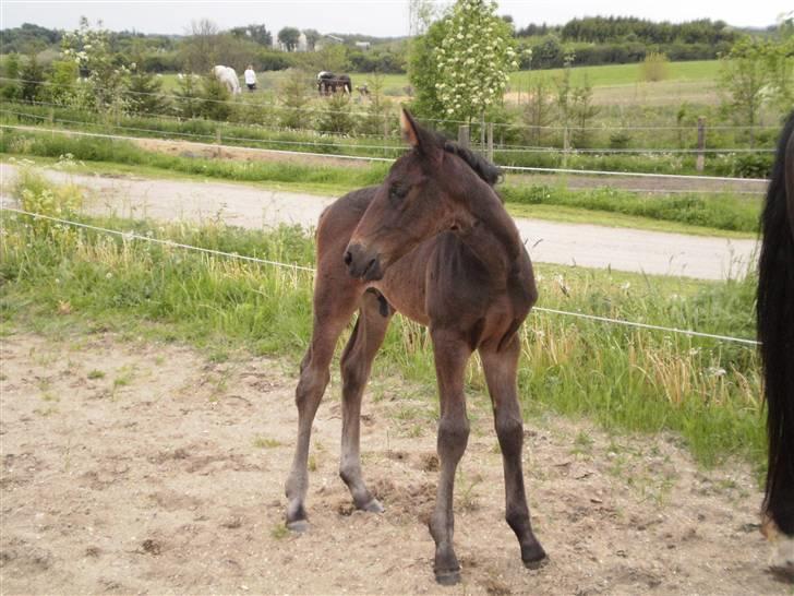 Oldenborg Scirocco Noir. - 11) Her er jeg som nuttet føldreng 2009. billede 11