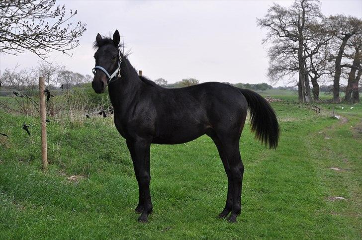 Oldenborg Scirocco Noir. - 12) Rokkedrengen 1 år. Maj 2010 billede 12