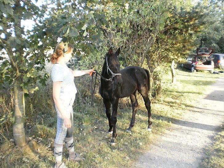 Oldenborg Scirocco Noir. - 13) Her er jeg 3 måneder gammel. August 2009. billede 13