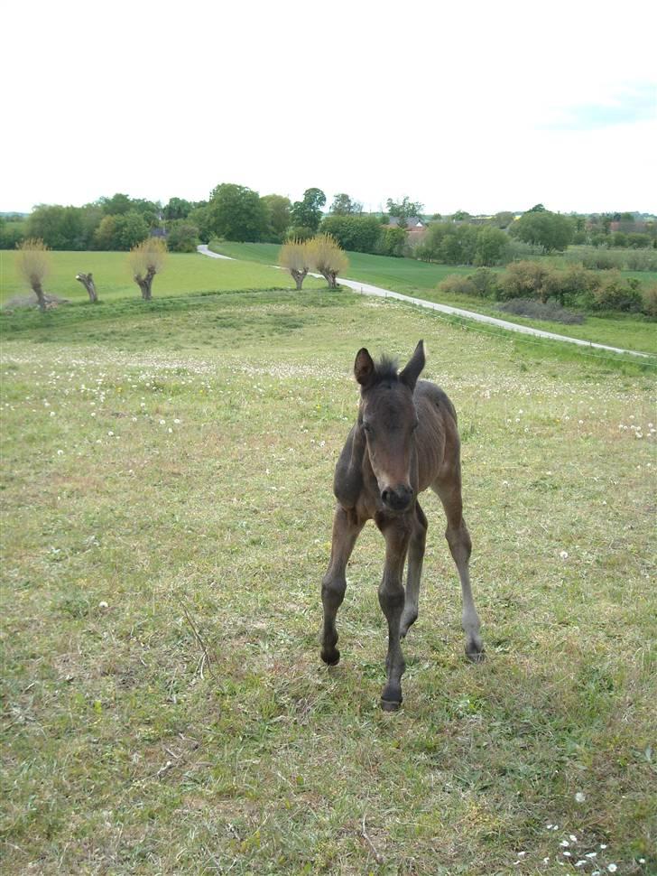 Oldenborg Scirocco Noir. - 14) Rokke en uge gammel. billede 14