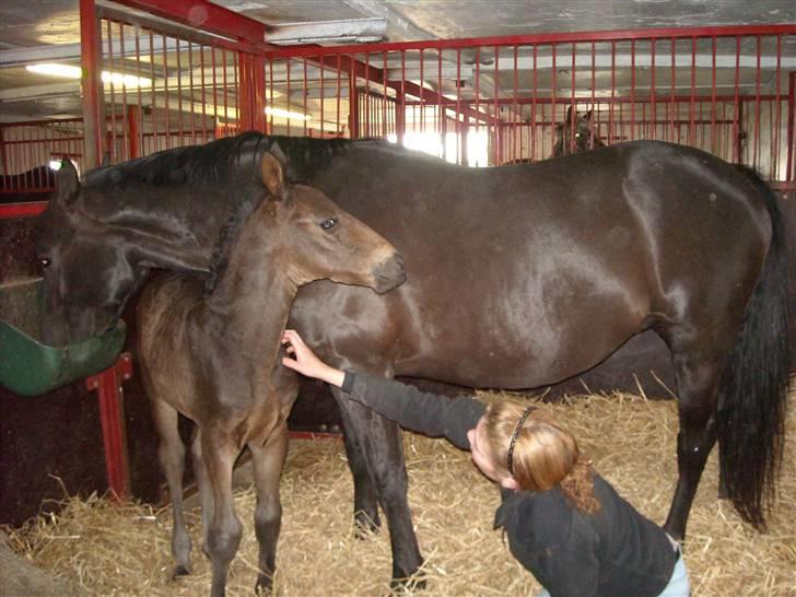 Oldenborg Scirocco Noir. - 15) Tre uger gammel. billede 15