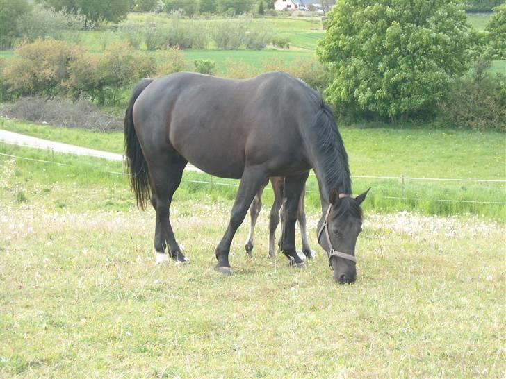 Oldenborg Rokas Noir billede 16