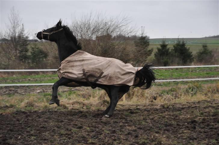 Oldenborg Rokas Noir billede 17