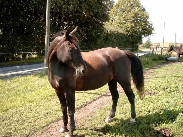 Oldenborg Rokas Noir - En ung Rokas på 6 år. billede 18