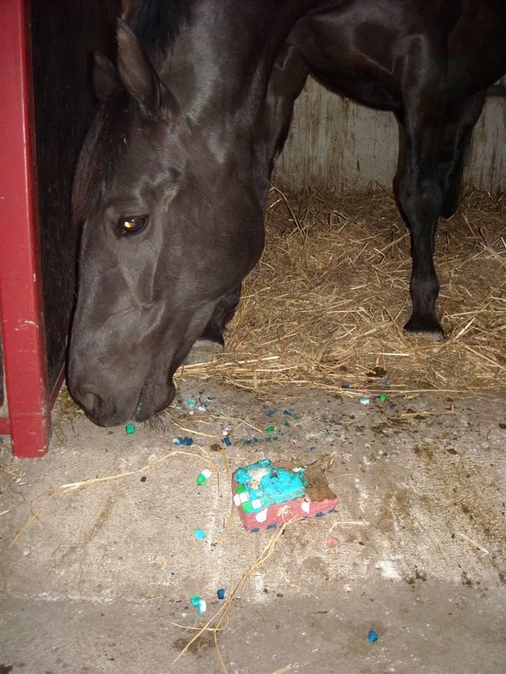Oldenborg Rokas Noir - Fødselsdags kage :0) billede 20