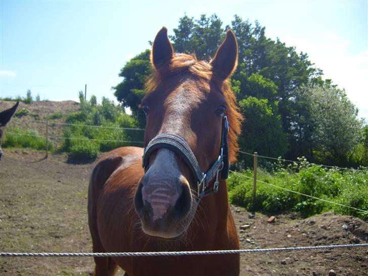 Anden særlig race Laika ~ GAMMEL PART - heeej Sisse :D.  - hun er så dejlig <3. billede 10