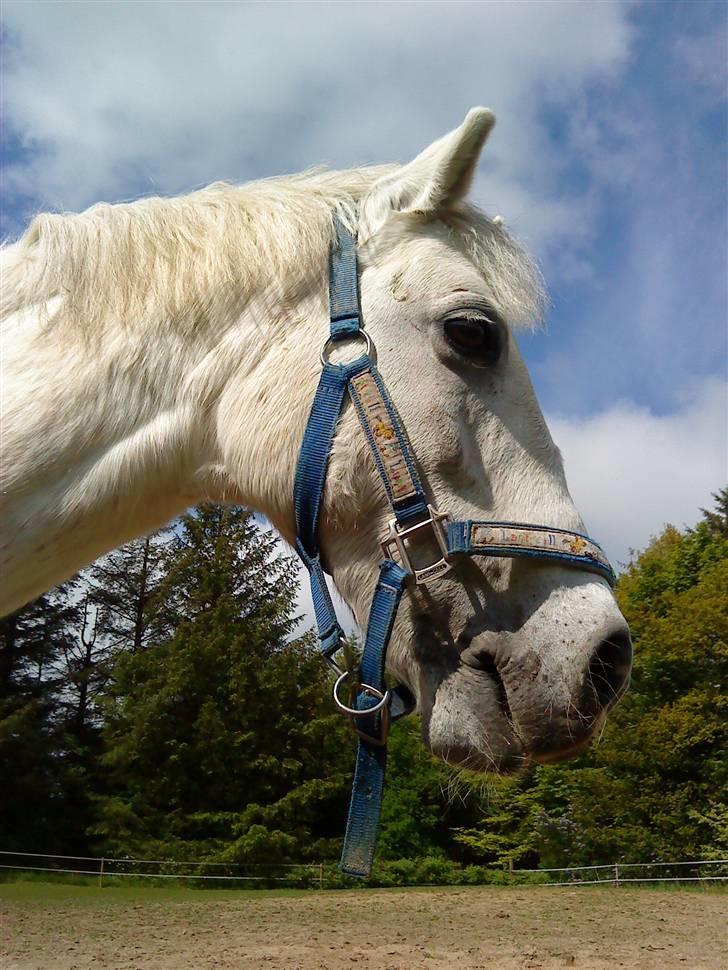 Anden særlig race cavalir(solgt) billede 2