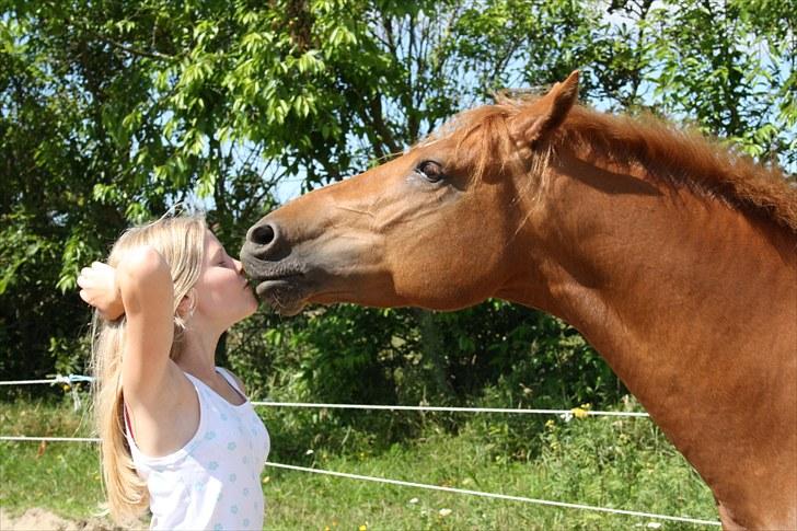 DSP BOMGAARDENS ANDIAMO B-PONY - gammelt billede af stjernen <3 billede 6