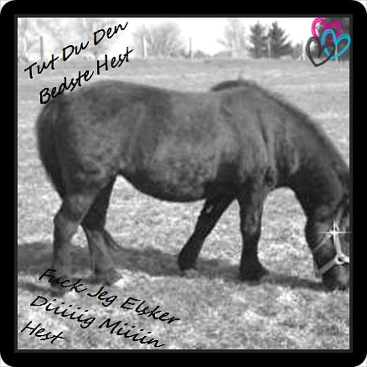 Anden særlig race Zeberg's Tut (solgt) - Miiiiin Tut <3 billede 1