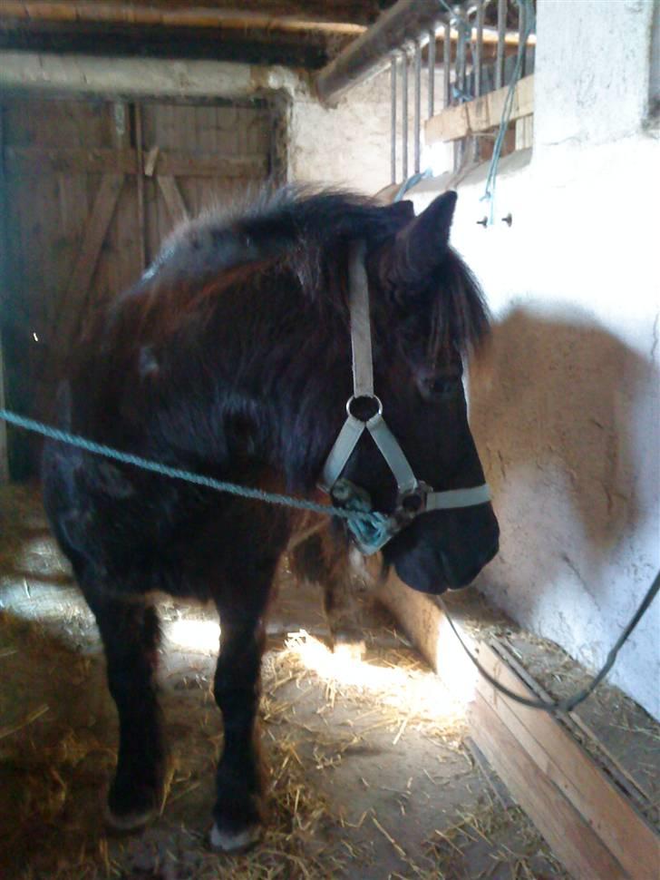 Anden særlig race Zeberg's Tut (solgt) billede 2