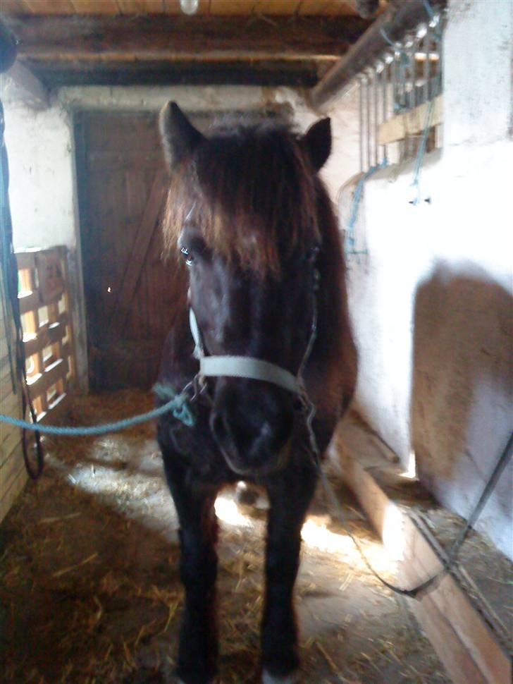 Anden særlig race Zeberg's Tut (solgt) billede 3