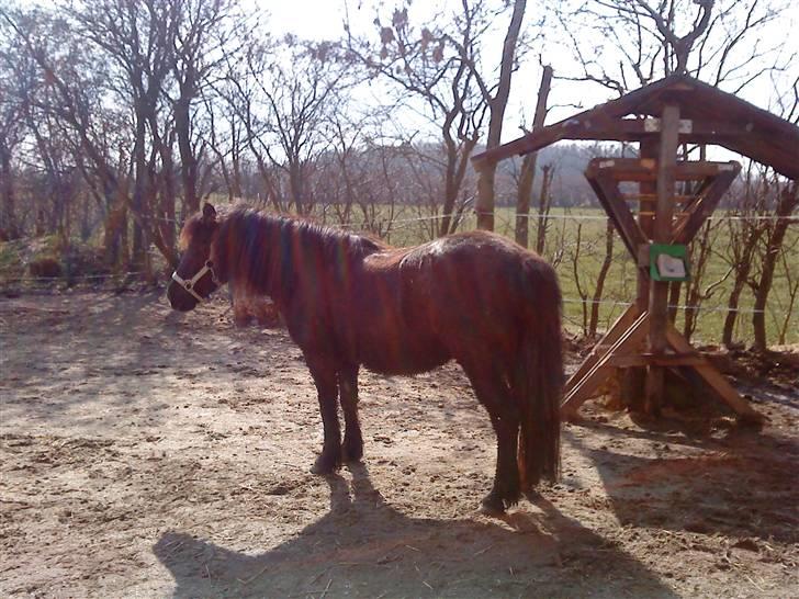 Anden særlig race Zeberg's Tut (solgt) - Tut en dejlig vinterdag billede 4