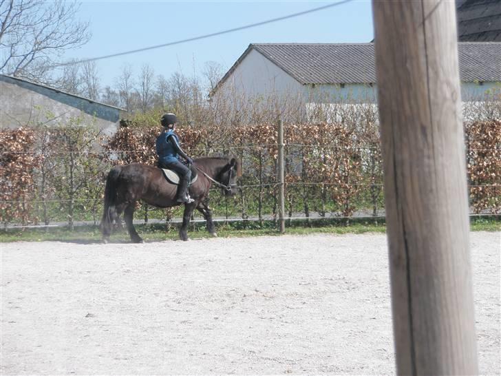 Anden særlig race Zeberg's Tut (solgt) billede 5