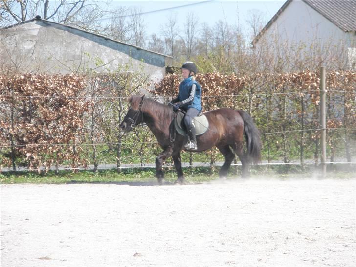 Anden særlig race Zeberg's Tut (solgt) billede 6