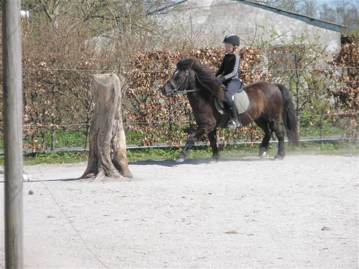 Anden særlig race Zeberg's Tut (solgt) billede 8