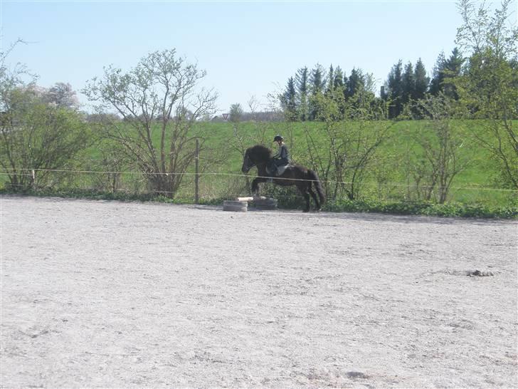 Anden særlig race Zeberg's Tut (solgt) - Mit første spring på Tut billede 9