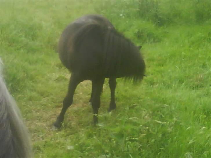 Shetlænder Sally - 10. Sally billede 10