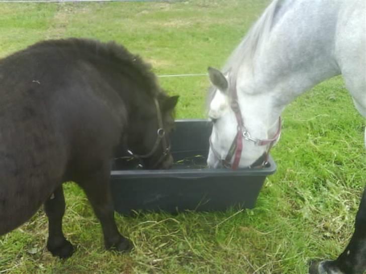 Shetlænder Sally - 11. Sally og Fabi billede 11
