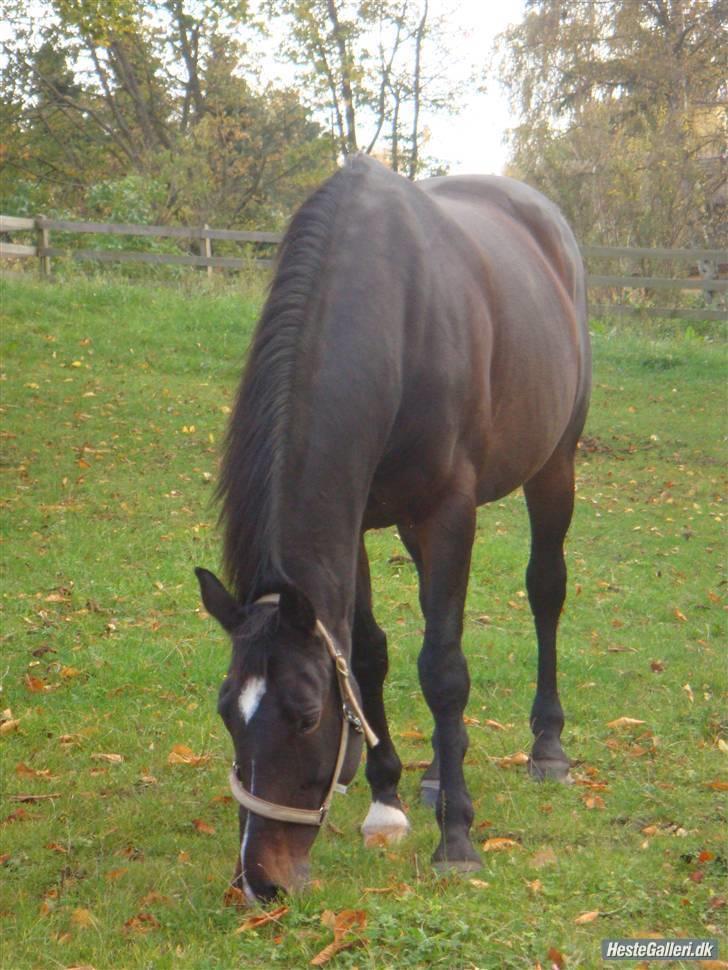 Hollandsk Varmblod Liza Aflivet d.29 oktober - uhm sommer græsfold er det bedste :D foto: jasmin billede 10