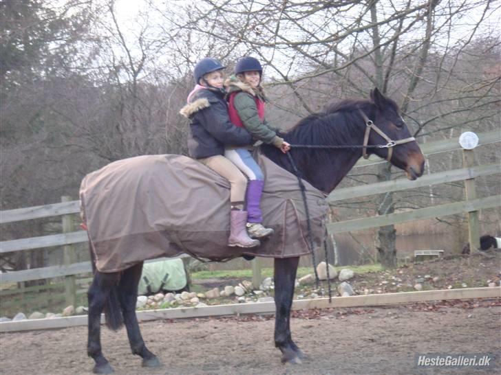 Hollandsk Varmblod Liza Aflivet d.29 oktober - mini jeg og tillo på kæmpehesten liza foto: jasmin billede 11