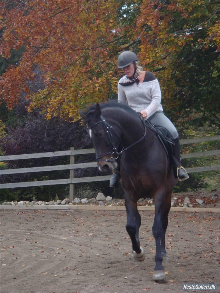 Hollandsk Varmblod Liza Aflivet d.29 oktober - tinna på liza ;D foto: jasmin billede 12