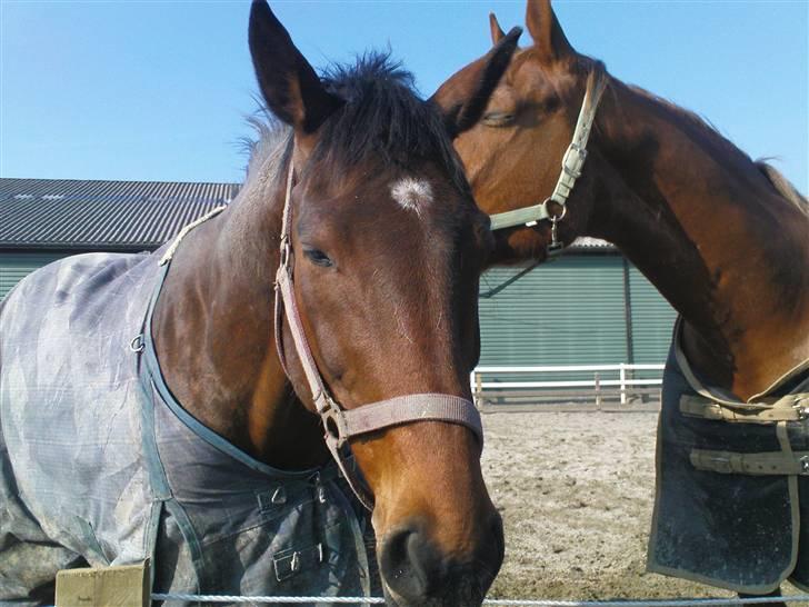 Dansk Varmblod Vanity Fair  - Velkommen til Vanity Fairs profil  billede 1