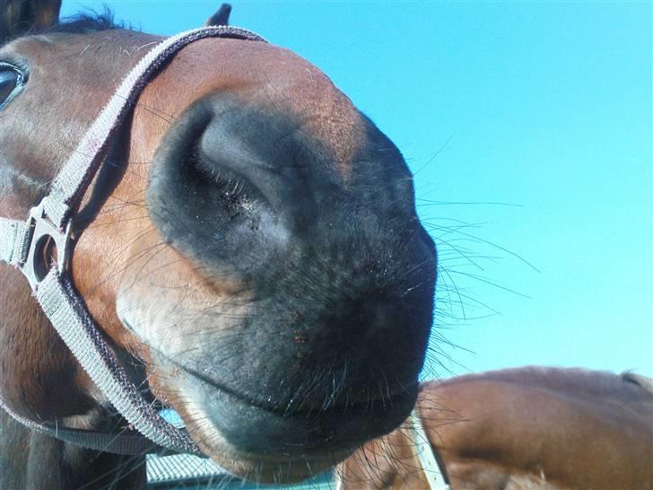 Dansk Varmblod Vanity Fair  billede 2