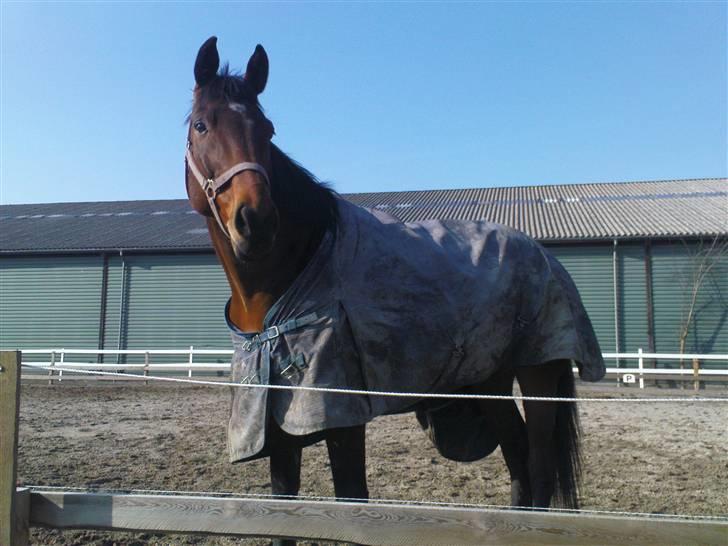 Dansk Varmblod Vanity Fair  billede 3