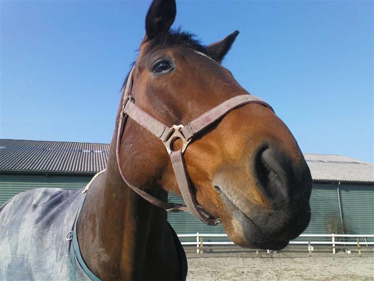 Dansk Varmblod Vanity Fair  billede 4