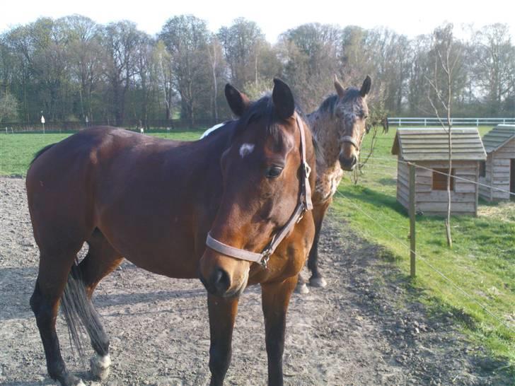 Dansk Varmblod Vanity Fair  billede 5