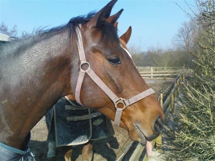 Dansk Varmblod Vanity Fair  billede 6