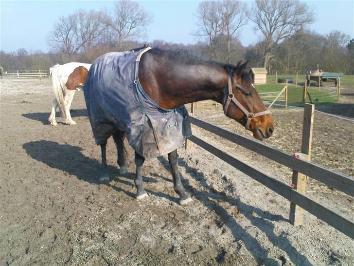 Dansk Varmblod Vanity Fair  billede 7