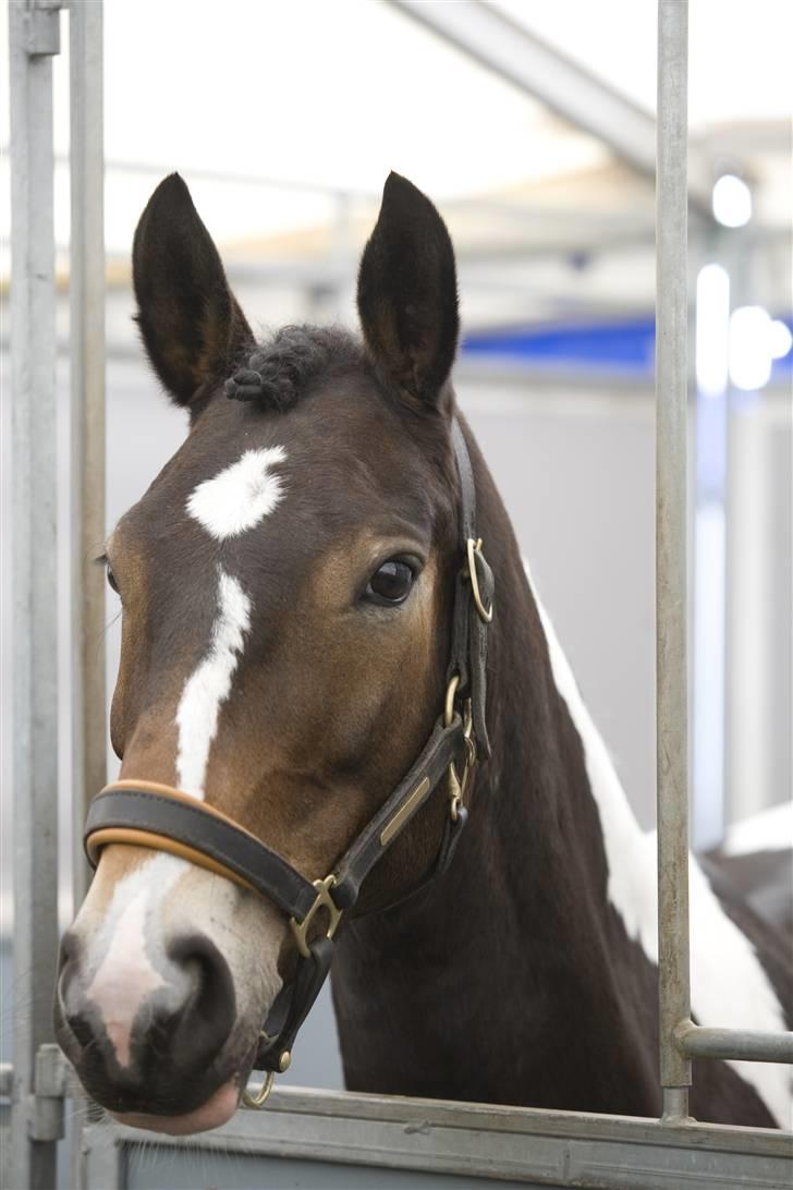 Anden særlig race Zoey solgt :/ billede 1