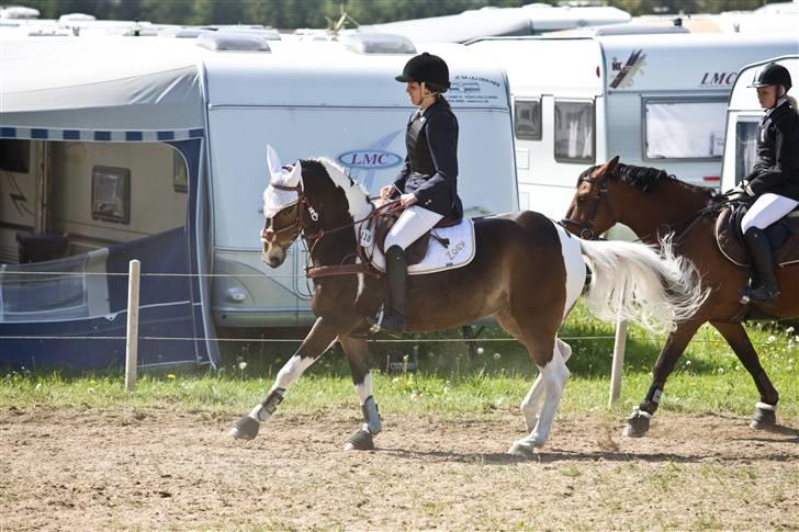 Anden særlig race Zoey solgt :/ billede 3
