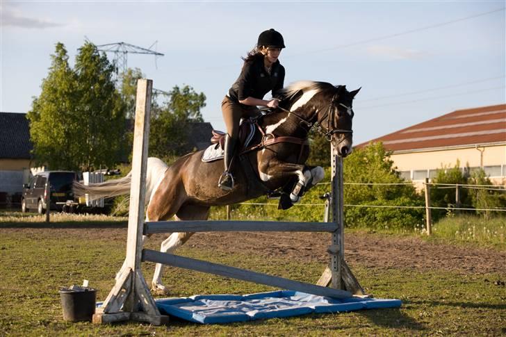 Anden særlig race Zoey solgt :/ billede 9
