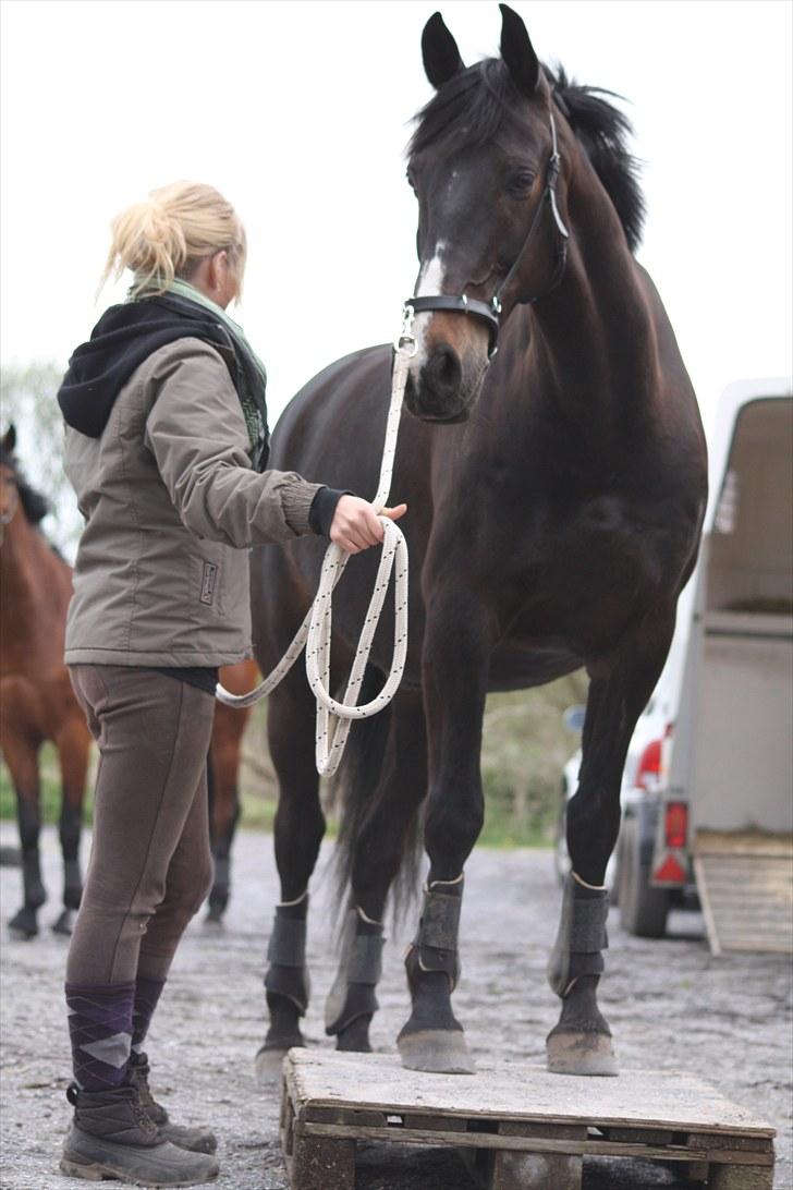 Anden særlig race SANTANA - Palle, maj 10 billede 11