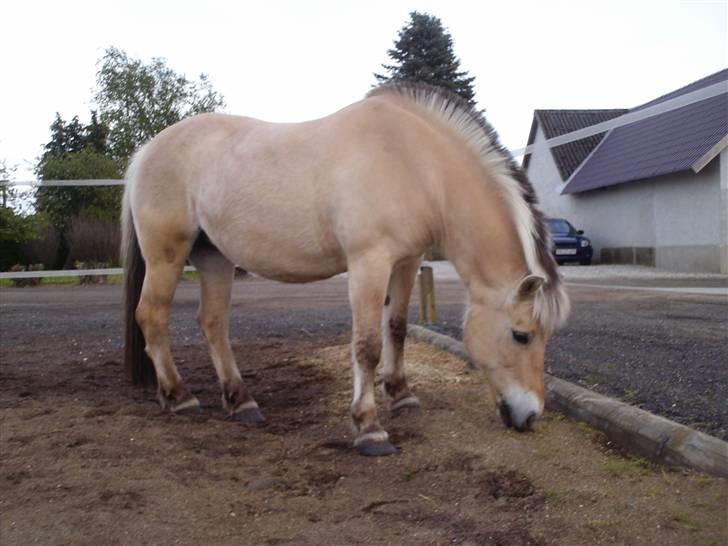 Fjordhest Tøsen billede 13