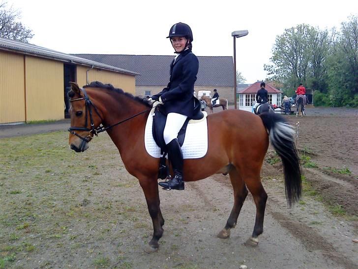 Anden særlig race laban - næsten fin parade <3 billede 12