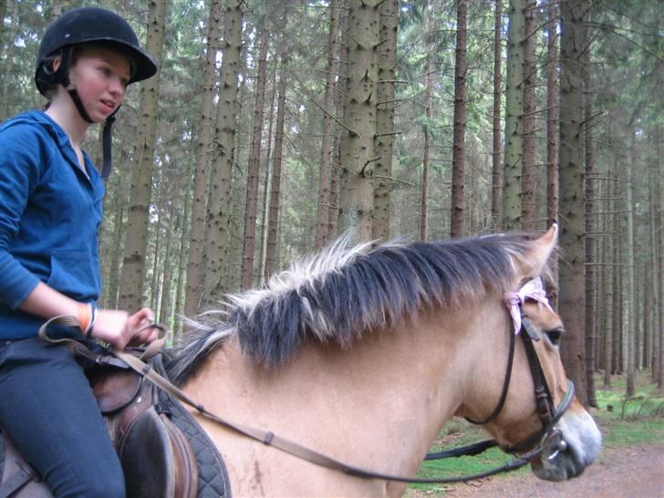 Fjordhest Sif - Tur i skoven med Karen :D billede 11
